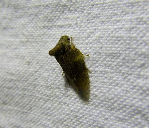 Ledra aurita